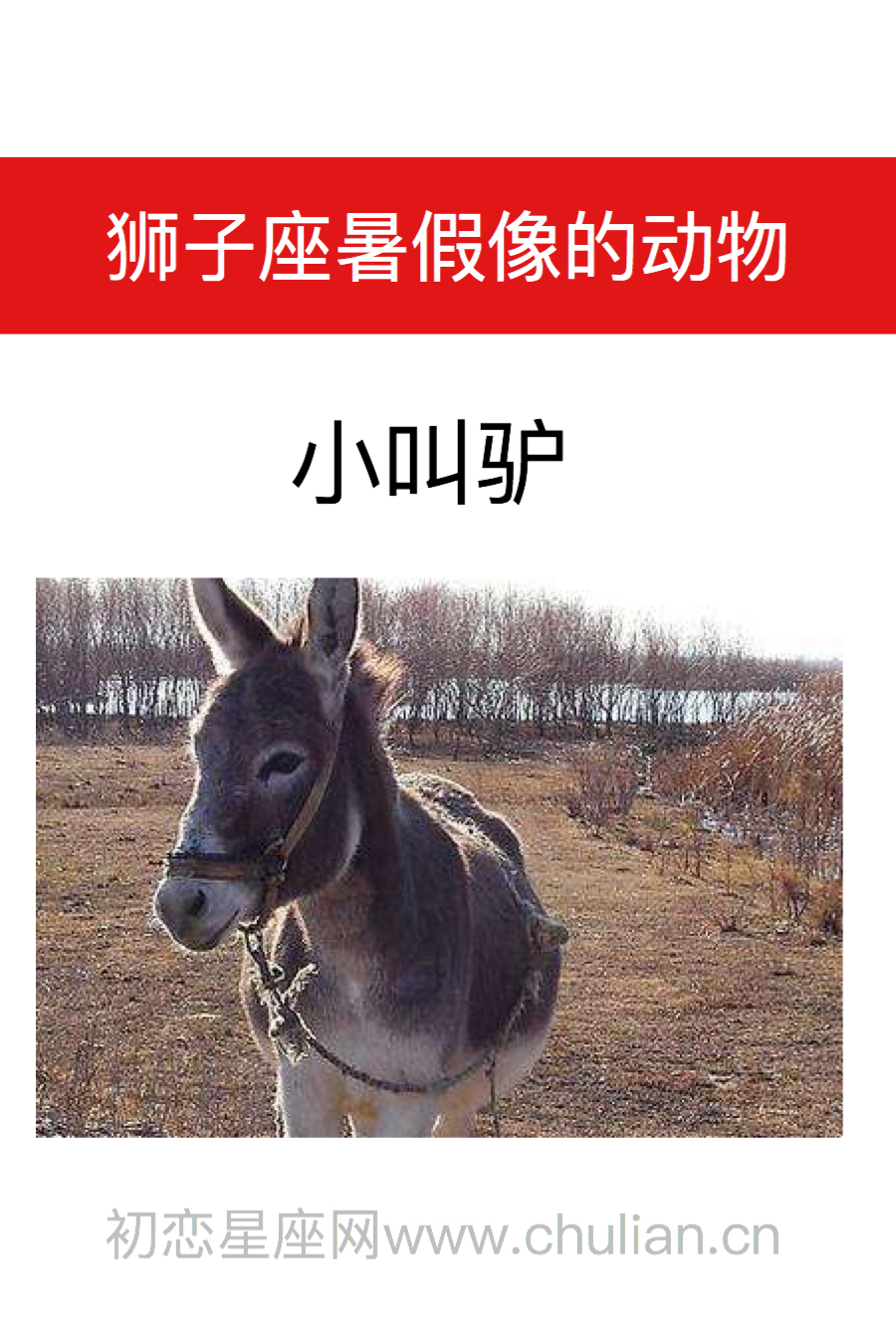 狮子座是什么动物