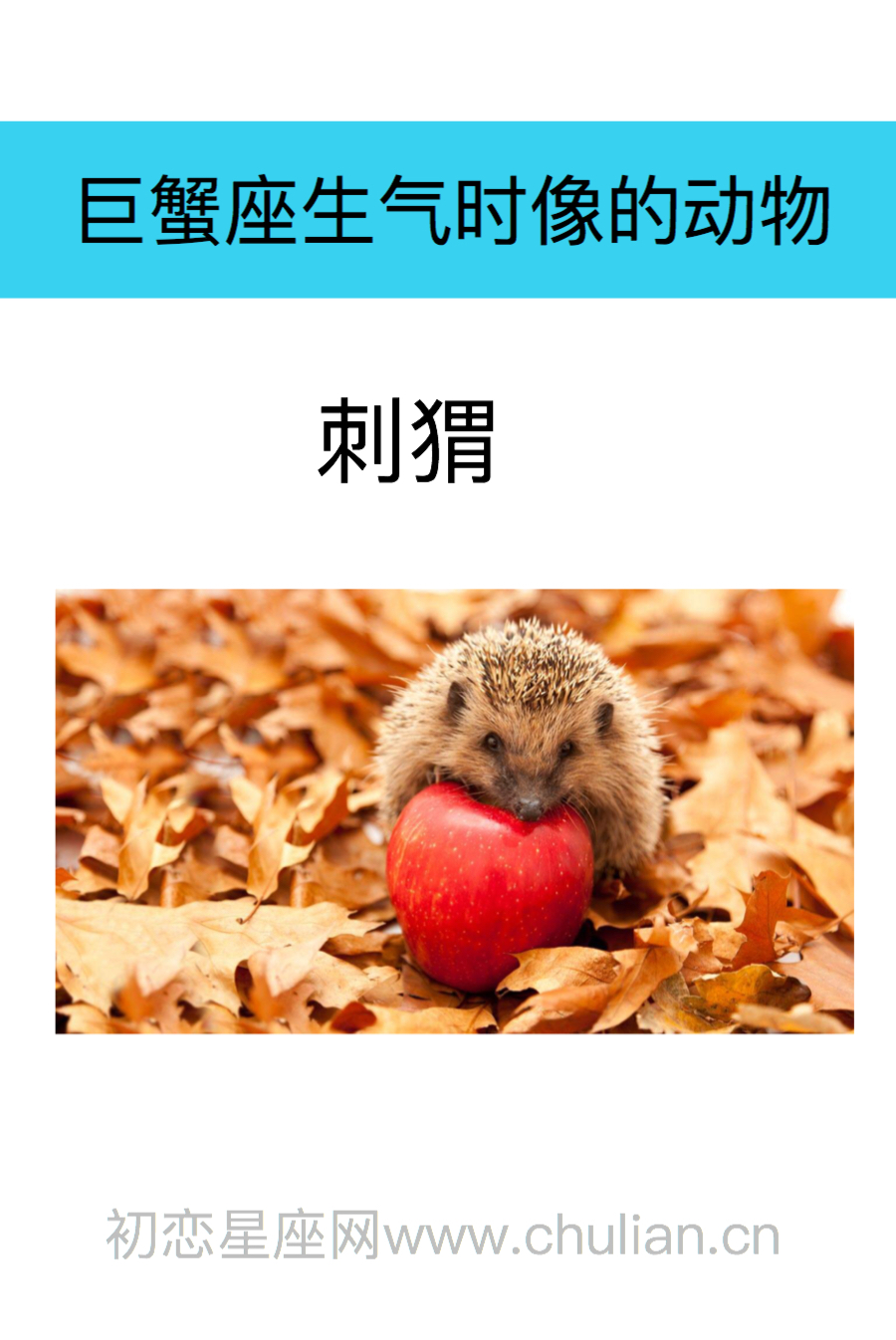 巨蟹座是什么动物
