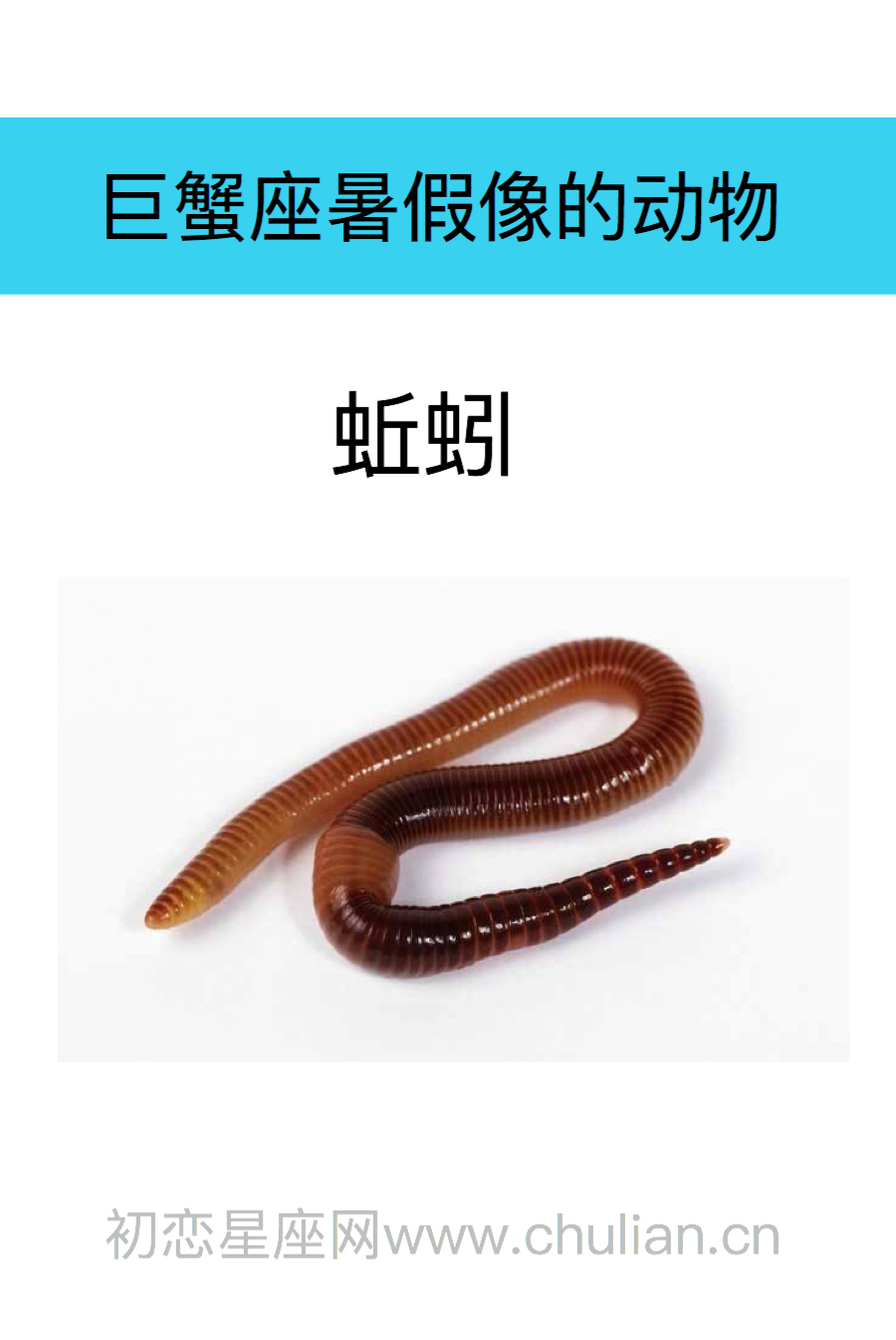 巨蟹座是什么动物