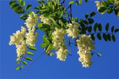 梦见槐花