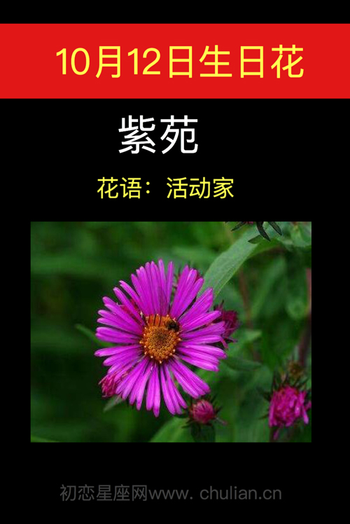 10月12日生日花:紫苑 10月12日生日花:紫苑