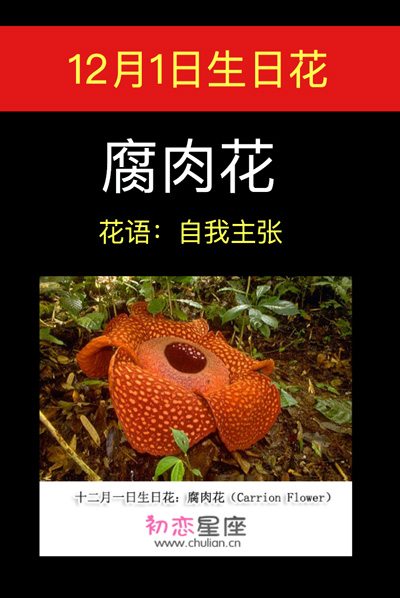 12月1日生日花：腐肉花
