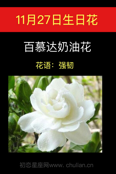 11月27日生日花：百慕达奶油花