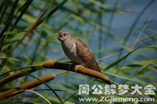 梦见杜鹃鸟