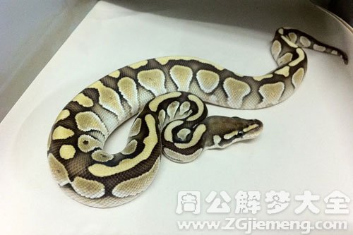 梦见半条死蛇