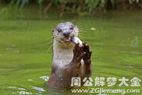 水獭进屋了