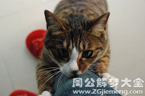 梦见野猫抱腿