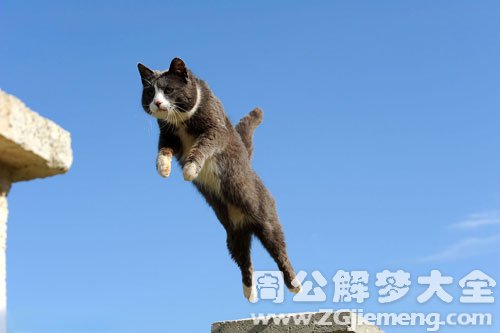 梦见野猫突然跳出来