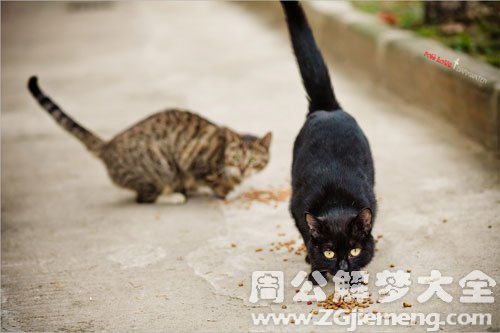 梦见野猫屎沾身