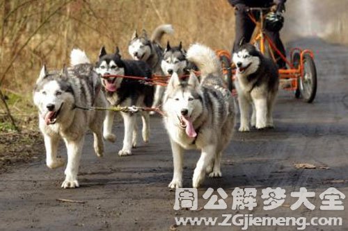 一群狗在叫
