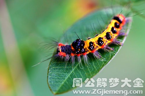 毒虫喷毒液