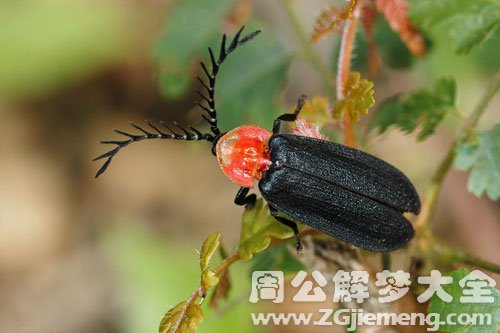 梦见萤火虫不发光