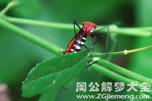 毒虫咬自己且肿了