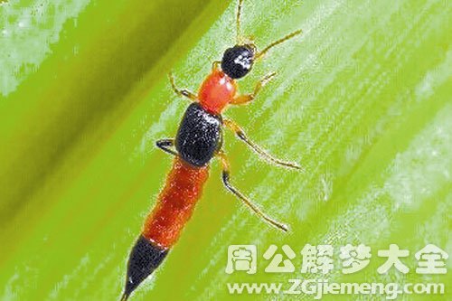 毒虫子爬行