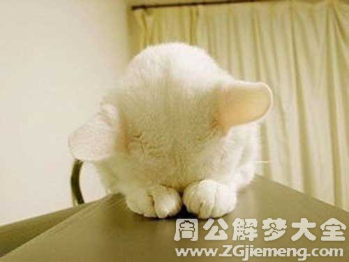 梦见瘸腿白猫