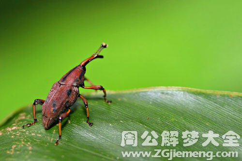 毒虫被车压死