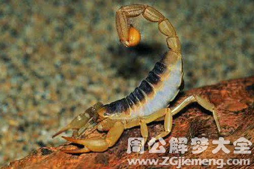 毒虫咬自己