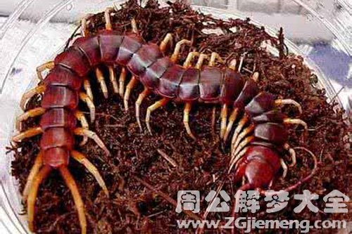 好几种毒虫