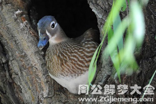 梦见鸳鸯在窝里