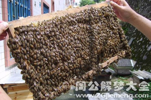 梦见蜂群和苍蝇
