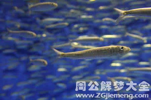 鱼咬别人出血