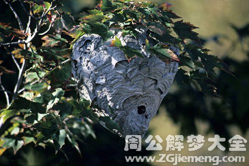 梦见蜂群窝在树上