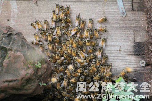 梦见蜂群嗡嗡响