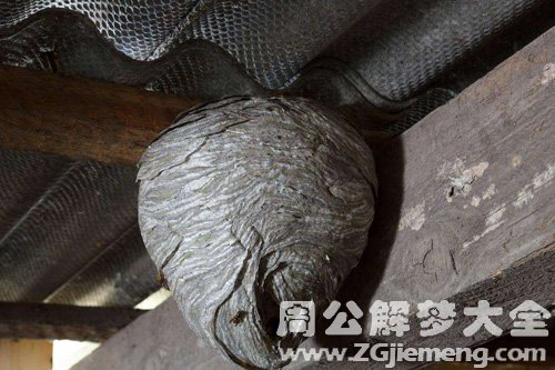 梦见蜂群在屋顶