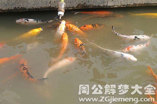 鱼缺水挣扎