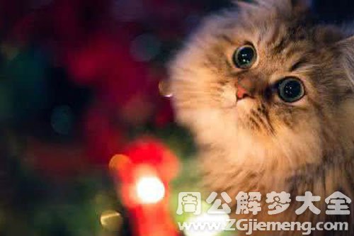 小猫流血