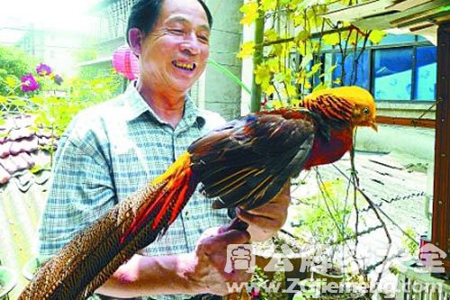 梦见抓锦鸡