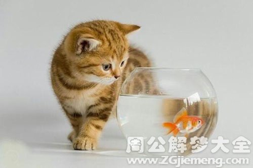 鱼被偷