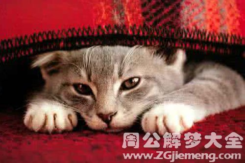 小猫对自己很友好