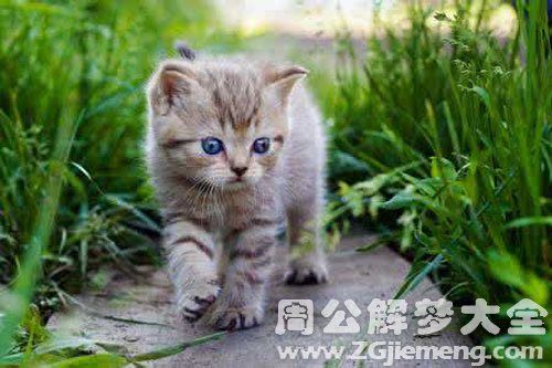 小猫跟着我