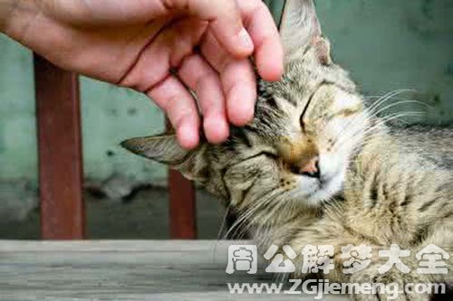 小猫把我的手咬出血了