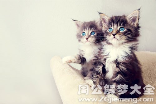 小猫死了又活了