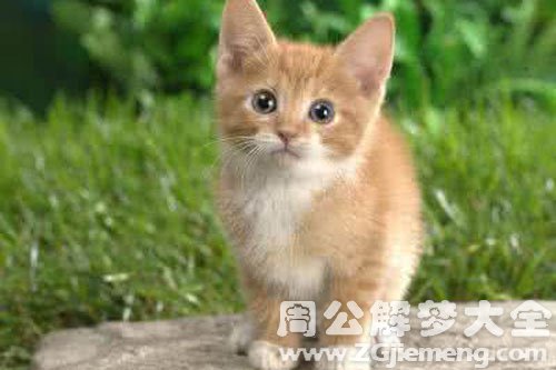 小猫在院子里跑