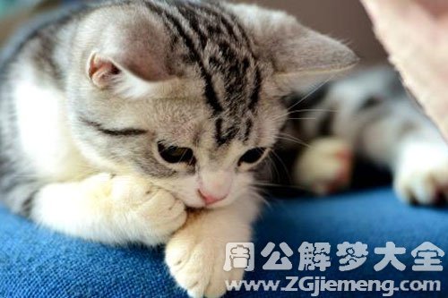 小猫生病了