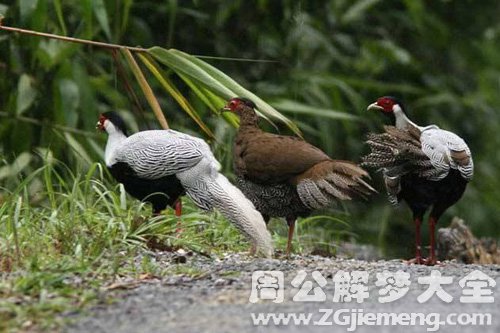梦见白鹇被打死