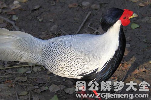 梦见白鹇生病