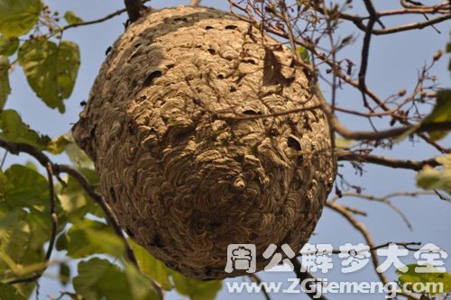 梦见蜂群飞出巢