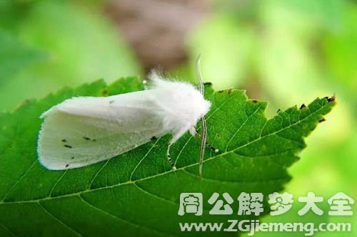 梦见白蛾吸血