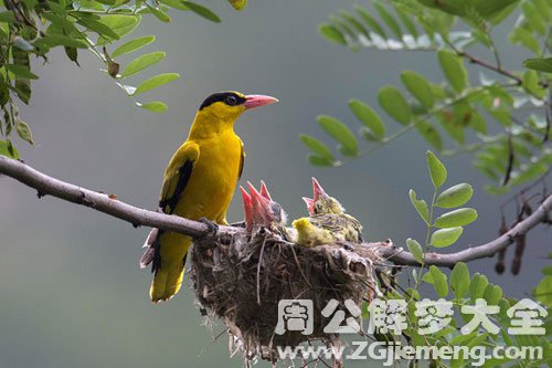 黄鹂鸟窝