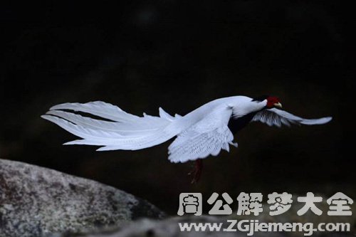 梦见白鹇逃走、