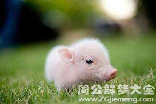 做梦梦见小猪