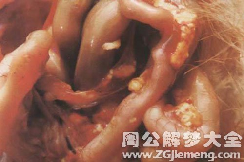 鸡肠子