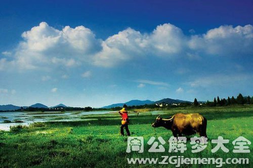 梦见和牛在一起