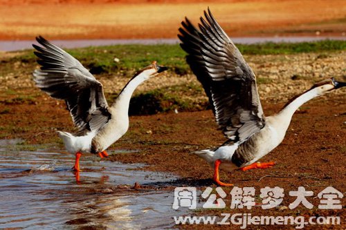 梦见黄鹄飞不起来