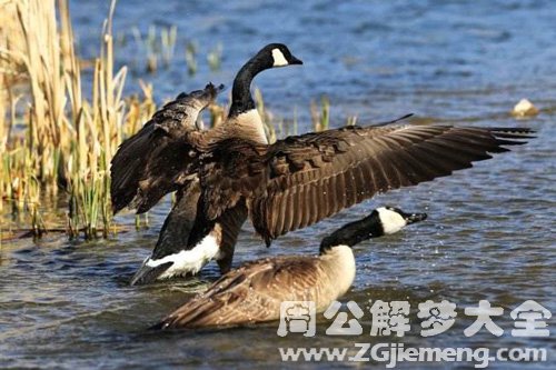 梦见黄鹄咬我
