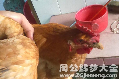 梦见爸爸杀鸡